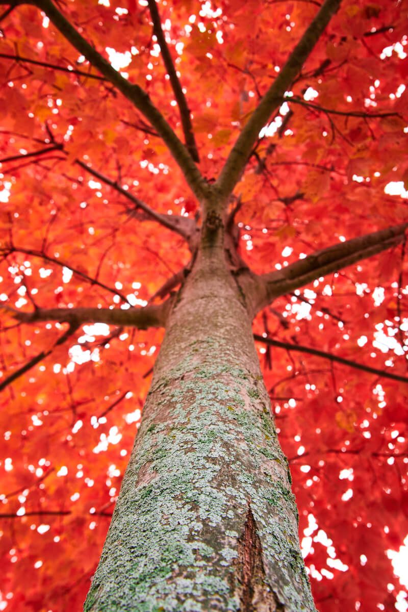 Looking up at Red Tree